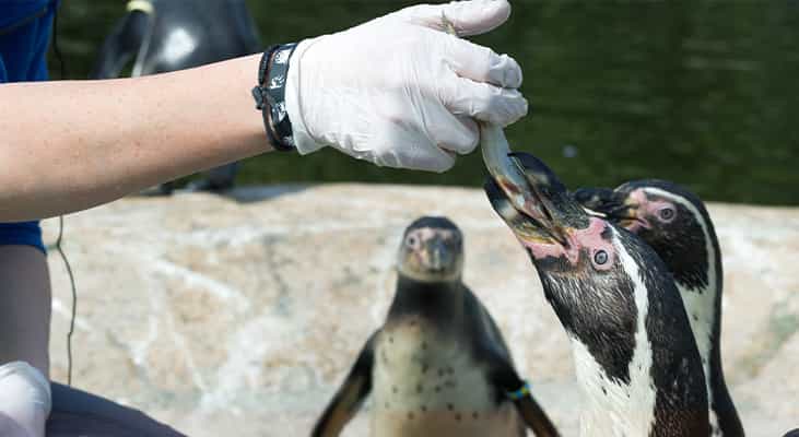 Penguins being fed at a zoo